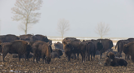 Image showing European bison (Bison bonasus) herd