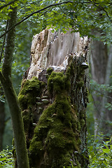 Image showing Moss wrapped stump