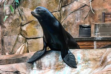 Image showing Sea Lion