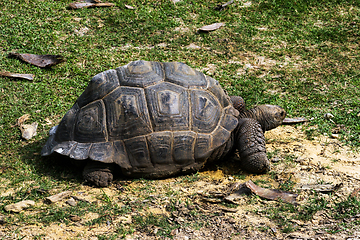 Image showing Tortoise