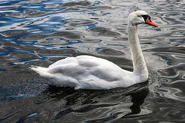 Image showing A Swan