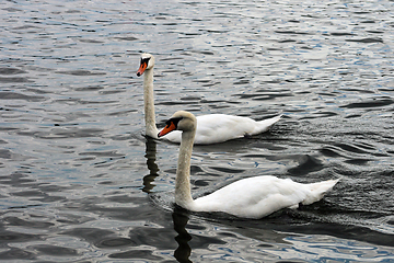 Image showing 2 Swans