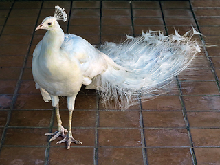 Image showing White Peacock