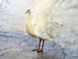 Image showing White Peacock