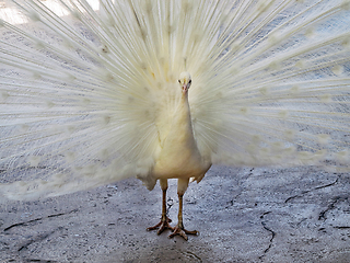 Image showing White Peacock