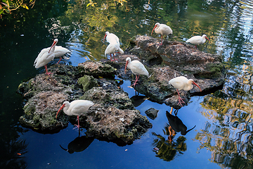 Image showing American White Ibis