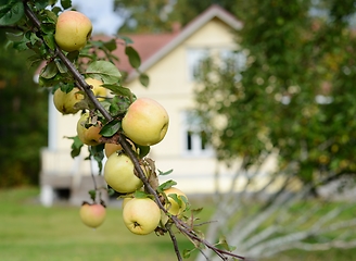 Image showing ripe apples on a branch in the garden on a blurred background of