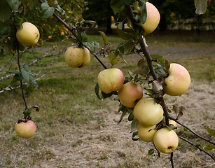 Image showing ripe apples on a branch in the garden