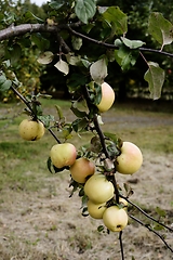 Image showing ripe apples on a branch in the garden