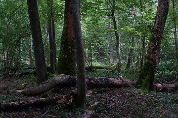 Image showing Alder tree deciduous stand