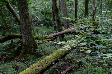 Image showing Alder tree deciduous stand