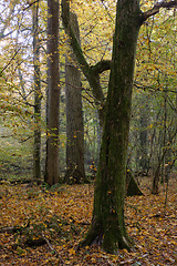 Image showing Old deciduous tree stand in fall