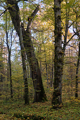 Image showing Old deciduous tree stand in fall