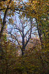 Image showing Old oak tree crown backlite in fall