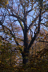 Image showing Old oak tree crown backlite in fall