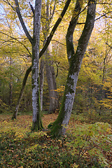 Image showing Old deciduous tree stand in fall