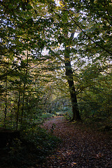 Image showing Narrow trail crossing autumnal deciduous stand