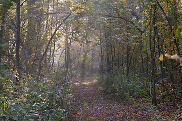 Image showing Narrow trail crossing autumnal deciduous stand