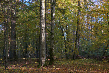 Image showing Old deciduous tree stand in fall