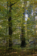 Image showing Sunrise in autumn deciduous forest