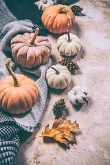 Image showing Happy Thanksgiving concept. Autumn composition with ripe pumpkins, fallen leaves, dry flowers, blanket 