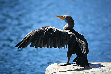 Image showing cormorant with extended wing