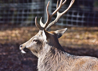 Image showing Roe deer (Capreolus capreolus) in the autumn