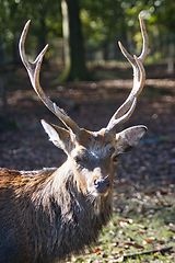 Image showing Roe deer (Capreolus capreolus) in the autumn