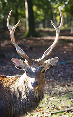 Image showing Roe deer (Capreolus capreolus) in the autumn