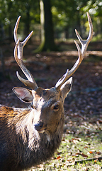 Image showing Roe deer (Capreolus capreolus) in the autumn