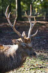 Image showing Roe deer (Capreolus capreolus) in the autumn