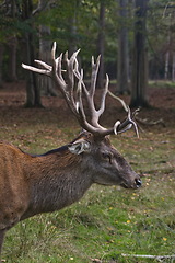 Image showing Roe deer (Capreolus capreolus) in the autumn