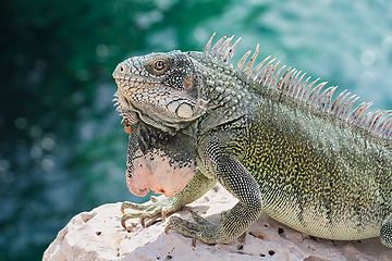 Image showing Green iguana