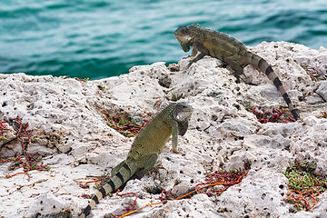 Image showing Green iguana