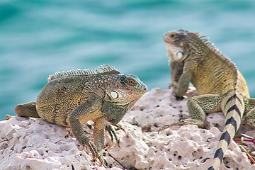 Image showing Green iguana