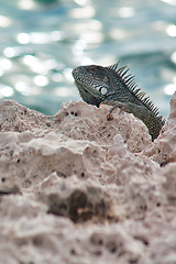 Image showing Green iguana