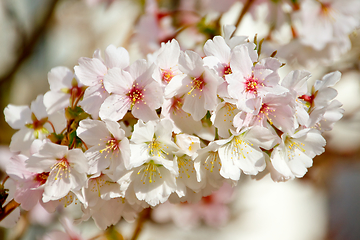 Image showing Cherry blossom in March