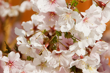 Image showing Cherry blossom in March