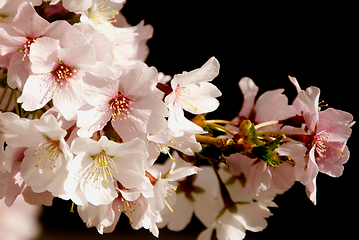 Image showing Cherry blossom in March