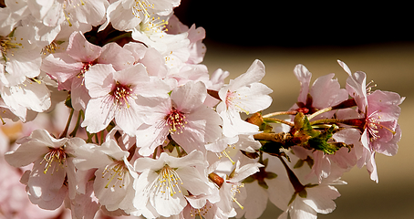 Image showing Cherry blossom in March