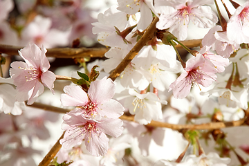 Image showing Cherry blossom in March