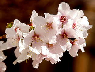 Image showing Cherry blossom in March