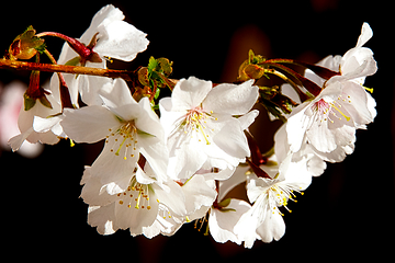 Image showing Cherry blossom in March