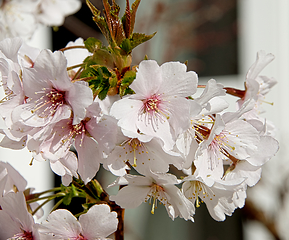 Image showing Cherry blossom in March