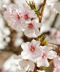 Image showing Cherry blossom in March