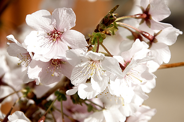 Image showing Cherry blossom in March