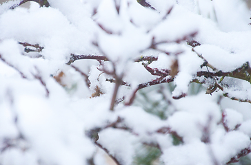 Image showing Japanese Acer In Snow