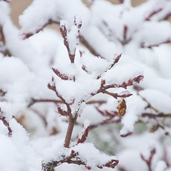 Image showing Japanese Acer In Snow