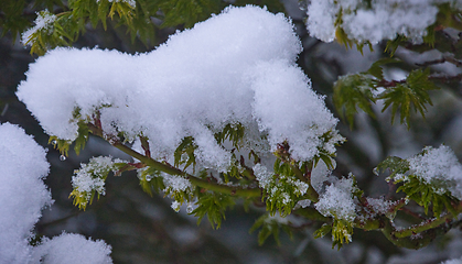 Image showing Japanese Acer In Snow