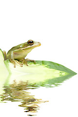 Image showing green tree frog reflection